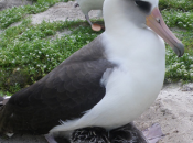 Year Wild Albatross Hatches 35th Chick, Travels Million Miles