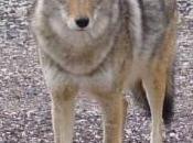 Monsanto Joins Coyote Extermination Business