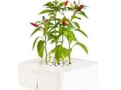 Click Grow Self Watering Plants