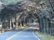 Famous Tree Tunnels