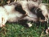 Opossums Play Dead?