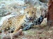 “Indiana Jones Wildlife” Joins Ranchers, Mining Executives Opposing U.S. Jaguar Habitat