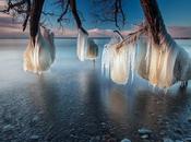 Frozen Trees Lake Ontario