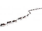 Know Sprays Don’t Always Work Ants?