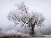 Chilly Beautiful Winter Trees