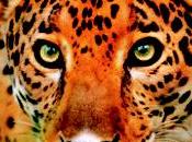 Mining Executive, Missing Millionaire Weird Politics U.S. Jaguar Conservation