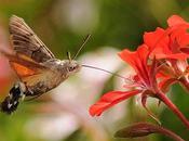 Amazing Hummingbird Hawk Moth