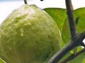 Guava Fruit Smoothie