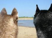 Witness DOGS Engaged Intense Argument!