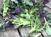 First Purple Sprouting Broccoli