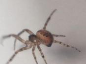 59/365 Incy Wincy Spinner