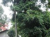 Silver Tree Planted Then Prime Minister Indira Gandhi 1984 Amdo Golai, Tadong