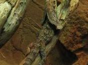 Featured Animal: Frilled Lizard