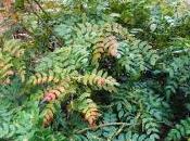 Plant Week: Mahonia Japonica