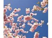Dreaming Spring Japan