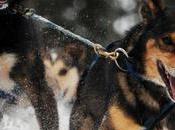 Iditarod 2013: Teams Rest Nikolai
