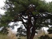 Plant Week: Pinus Brutia