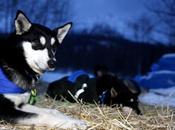Iditarod 2013: Zirkle Takes Lead Grayling