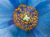 Photo: Blue Poppy Center