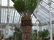 Plant Week: Encephalartos Woodii