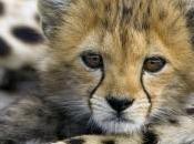 Cheetah Babies