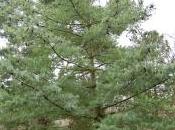 Plant Week: Pinus Armandii