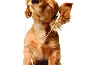 Dogs Music, Harmonious Pair