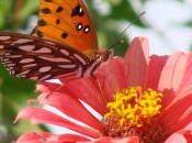 Vocabulary Comprehension