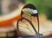 Amazing Photos Glasswinged Butterfly