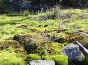 DAILY PHOTO: Mossy Green Spring