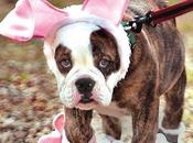 Your Dog’s Easter Bonnet