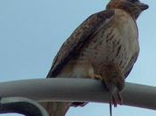 Red-tailed Hawk Sighted Holding Toronto