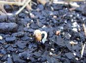 Learning Love Radishes