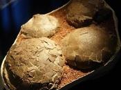 Researchers Uncovers Hundreds Dinosaur Eggs Spain
