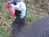 Lesson Seriously Guinea Hens Dumb?