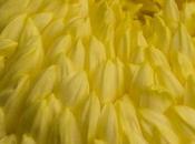 Intermediate Irregular Incurve Chrysanthemums