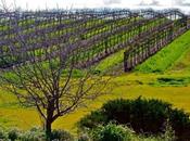 Barossa Valley Wineries Don’t Want Miss