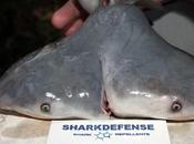 Fisherman Discovers Shark With Heads