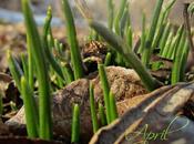 April Sprouting Nature