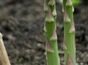 Grow Your Asparagus