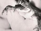 Scientists Clone Extinct Frog Embryo