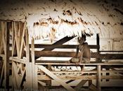 Faces Bougainville: Lonesome Strait