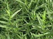 Natural Remedy Against Menstrual Pain: Tarragon (Artemisia Dracunculus)