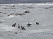 Bald Eagles America’s National Bird Valdez, Alaska