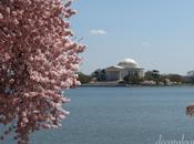 House Purchasing Update Beautiful Cherry Trees