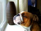 Adorable BULLDOG Tenor Sings Sounds OPERA!