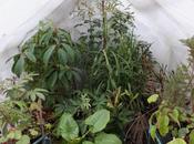 Spring Greenhouse Review