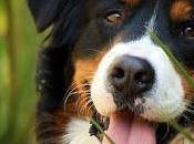 Breed Month: Bernese Mountain Dog- April 2013