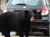 Reddit User Posts Picture Crazy Huge Black Bear East Asheville