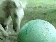 Monday Morning Fail, Exercise Ball Fails Compilation
